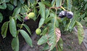 Image result for antraknóza ořešáku