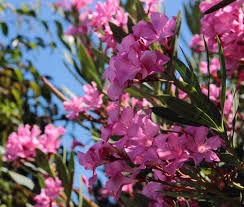 You can expect your crepe myrtle to put on a show of color during the summer months. 17 Great Flowering Trees For Residential Landscaping