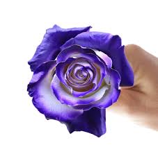 Maybe you would like to learn more about one of these? Top Wholesale Flowers Wedding Flowers Bulk Flowers Best Sellers Flowersnfreshness Com