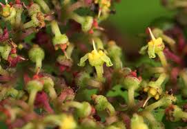 Image result for Cyphostemma montanum