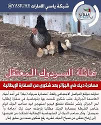 الحرية للسردوك مصادرة ديك في الجزائر بعد شكوى من السفارة الإيطالية ونشر نشطاء مقطع فيديو استهجن فيه صاحب الديك قيام عناصر الشرطة بمصادرة الديك مطالبا بإرجاعه