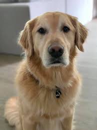 Thanks for adding us! Lifetime Golden lover— This is Cash! He is 5. We joke  that he's not the smartest bulb in the box but he sure is the sweetest boy  🤣.