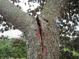 The injuries are typically not visible until that following spring or even several seasons later. Cracked Redbud Tree Trunk
