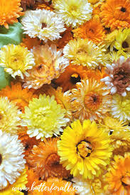 Young leaves are collected in an ecologically clean place in the outback of the republic of buryatia, far from the city and other settlements, in places where there is not even a cellular connection. Growing Harvesting And Drying Calendula Flowers With Recipes And Suggestions For Use Butter For All