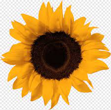 Lihat ide lainnya tentang bunga, bunga matahari, rangkaian bunga. Cambridge Igcse Buku Pelajar Spanyol Cambridge Igcse Sertifikat Internasional Bahasa Spanyol Internasional Sertifikat Umum Pendidikan Menengah Sunflower Bahasa Inggris Bunga Matahari Spanyol Png Pngwing