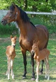 Twins Very Rare In Horses And Super Cute At Fotografciligi Hayvanlar Evcil Hayvanlar