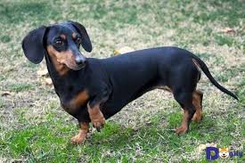  Mua Cho Láº¡p XÆ°á»Ÿng Nhá»¯ng Kinh Nghiá»‡m Cáº§n Biáº¿t Dogily Petshop Ras Anjing Anjing Anjing Kecil