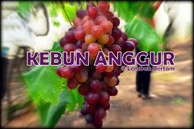 Disini wisatawan bisa mengunjungi pabrik wine dan bir, hingga habitat binatang liar di australia barat. Mrkumai Blogspot Com Musim Anggur Di Kebun Anggur Lembah Bertam Bermula November 2017
