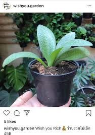 Asparagaceae (hyacinthaceae) ledebouria kirkii baker ดอกสีขาว รวยไม่เลิก ลำต้นใต้ดินเป็นหัวคล้ายเผือก ใบมีจุดประสีเขียวเข้ม ใบสีเขียวอมเทา ไม้กระถาง ไม้มงคล à¸§ à¸²à¸™à¸£à¸§à¸¢à¹„à¸¡ à¹€à¸¥ à¸ Hashtag On Twitter