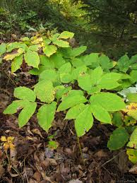It is known in spanish as zarzaparrilla, which is derived from the words zarza meaning bramble. Wild Sarsaparilla Partridge Pine And Peavey