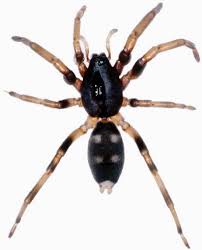 Thankfully, most spiders bite only when provoked. White Tail Spider Bite Awareness Is Needed Victim Photos Pictures Western Advocate Bathurst Nsw
