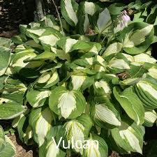 Image result for Hosta Warpaint