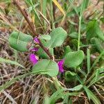 Image result for Talinum portulacifolium
