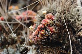 Image result for Crassula globularioides