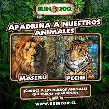 Find over 100+ of the best free zoo animals images. O Xrhsths Buin Zoo Sto Twitter Sumamos Nuevos Animales Y Nuevas Opciones Para Apadrinar Ahora Tambien Lo Pueden Hacer Colegios Y Empresas Ingresa A Https T Co Df7ekzth63 Y Conoce A Los Nuevos Miembros De