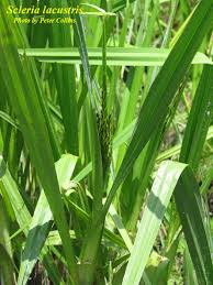 Image result for Scleria lagoensis