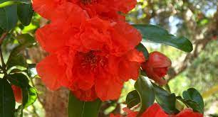 Maybe you would like to learn more about one of these? Punica Pomegranate At Portland Nursery And Garden Center