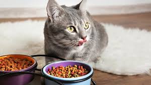 Weight control cat foods have considerably more crude. Choosing The Right Food For Your Dog Or Cat Animal Humane Society