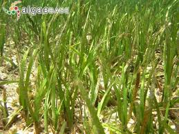 Image result for Cymodoceaceae