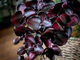 Artificial fabric flowers in burgundy red color, deep raspberry, bordeaux. Pin Auf Orchids