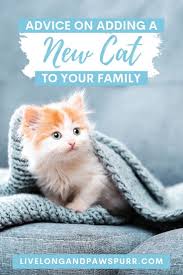 7 Helpful Tips For Introducing A New Kitten To Your Home Kitten Adoption Cats Cat Advice