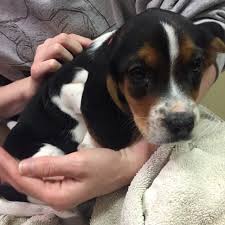 Please feel free to contact as with any queries you have regarding adoption. Beagle Dog For Adoption In Cedar Rapids Ia Adn 430392 On Puppyfinder Com Gender Male Age Baby Beagle Dog Dog Adoption Dogs