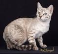 Snow & White Bengal Cats for Sale 🐈 | Wild & Sweet Bengals