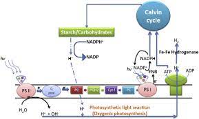 Biochemical Energy An Overview Sciencedirect Topics