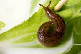 Poisonous to humans problem for cats problem for dogs problem for horses; One Of The Best Ways To Kill Garden Slugs Is To Share A Beer With Them The Seattle Times