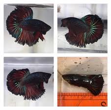Betta Fish Betta Fish Ideas Bettafish Fishbetta Live Betta Tropical Fish Imported Black Red Hm Male No 2 1 3 Day Free Shipping 35 00 End Date Tue Ryba