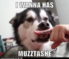 The word moustache is french, and is derived from the italian moustacio. I Has A Hotdog Mustaches Funny Dog Pictures Dog Memes Puppy Pictures Pictures Of Dogs Dog Pictures Funny Pictures Of Dogs Dog Memes Puppy Pictures Doge Cheezburger