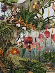 1906 exotische orchideensorten viktorianischer botanischer chromolithographiedruck von surre blumen malen botanische abbildungen orchideen arten orchideen