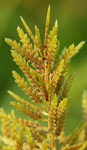 Image result for Pycreus sulcinux