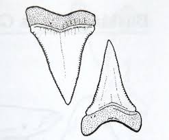 When they fall, the tooth behind moves up to replace them. White Shark Teeth Shark Tooth Tattoo Tooth Tattoo Shark Tattoos