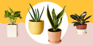 10 Best Indoor Plants For Your Home Air Purifying Plants