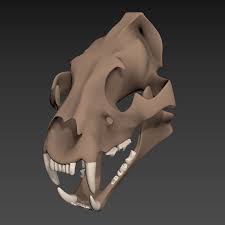 Cranio De Tigre Modelo 3d 6 Unknown Max 3ds Obj Fbx Free3d