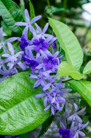 Maybe you would like to learn more about one of these? Close Up Of Purple Wreath Sandpaper Vine Flower Petrea Volubilis Stock Photo Picture And Royalty Free Image Image 129190436