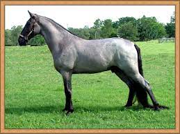 See pictures and video's of walking horses, located in kansas. Blue Roan Tennessee Walking Horse Horses Tennessee Walker Horse