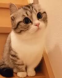 Unfortunately Something As Cute As A Dwarf Cat Often Comes At A Price Those Cute Looks Are The Result Of Geneti Cute Cat Gif Cute Baby Animals Cute Baby Cats