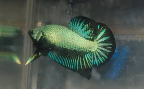 Female fighter fish have egg spots. Female Betta Fish Behavior Vang Bettas