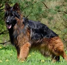 7 years, 2 months and 4 days old, puppies. All Breed Dog Shop Posts Facebook