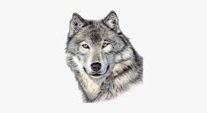 How to draw an eagle head step by step 3. Cute Wolf Face Png Image Wolf Face Drawing Colored Free Transparent Png Download Pngkey