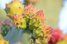 Image result for Disperis kilimanjarica