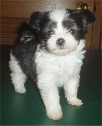 Black And White Maltese Chihuahua Mix Black And White Papillon Puppy Dog Mixes Cute Dogs Dog Breeds