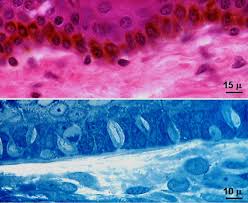 Merkelzellen (blau dargestellt) befinden sich in der basalen epidermisschicht der haut. Anatomie Spezielle Histologie