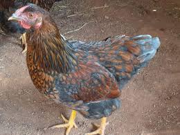 Wyandottes usually have a white silver laced, golden laced, buff, black, partridge, silver pencilled, lavender, blue laced, pure white etc. Blue Laced Red Wyandotte Chicken For Sale Cackle Hatchery