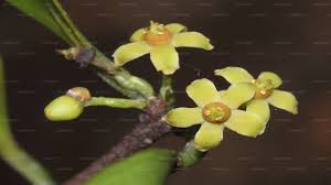 Image result for Salacia orientalis