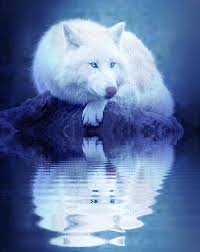See more ideas about anime wolf, wolf art, fantasy wolf. Anime Wolves Gif Page 1 Line 17qq Com