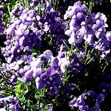 Image result for Nemesia fruticans