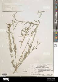 Image result for Aeschynomene fulgida